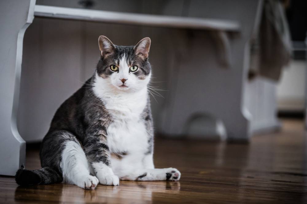 Domestic mixed-breed cat sitting calmly, illustrating everyday feline health care needs
