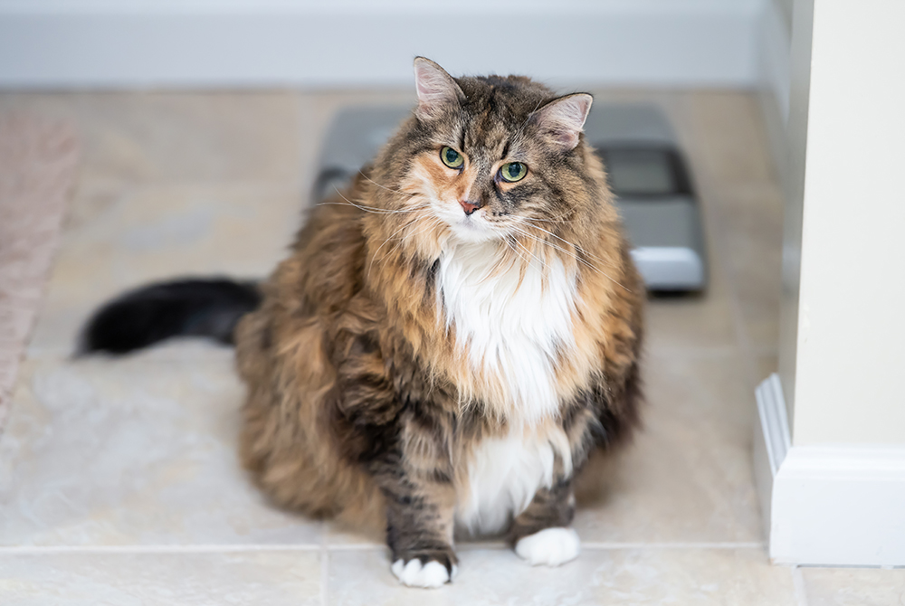 Overweight cat on exam table — feline obesity health risks and weight management