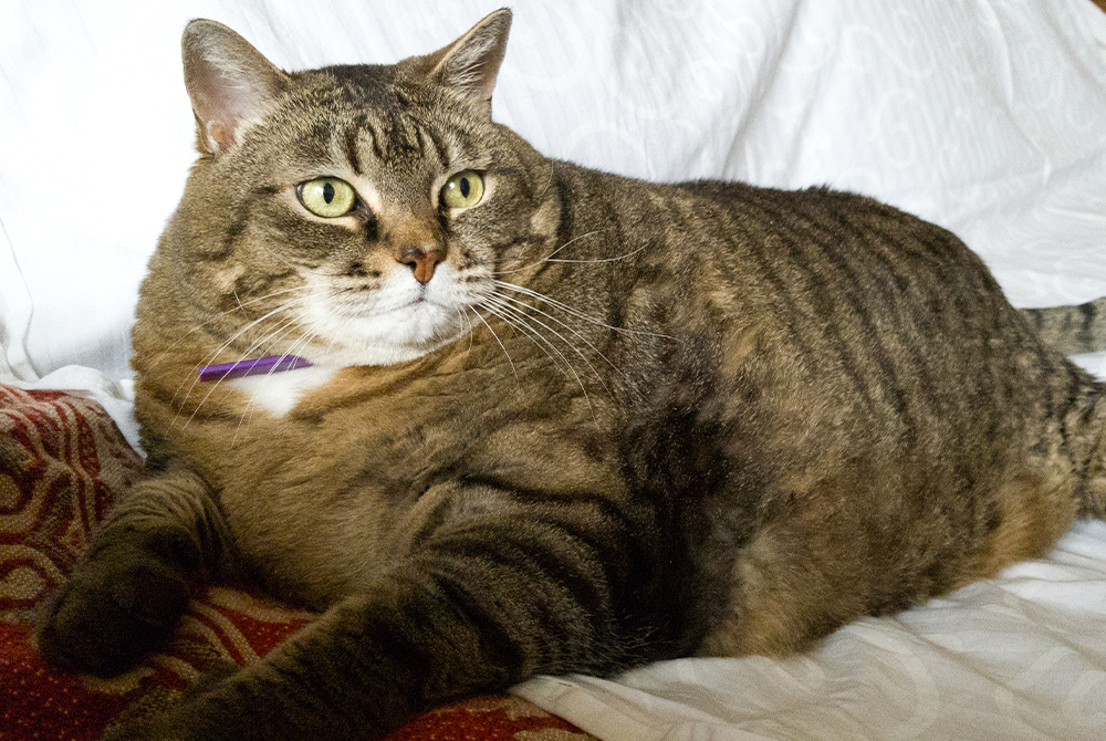 Cat being weighed at veterinary clinic — obesity assessment and diet plan for cats