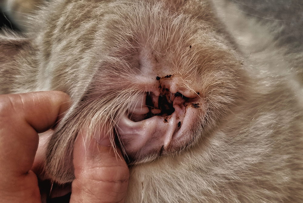 Veterinarian examining a pet's ear canal for otitis ear infection