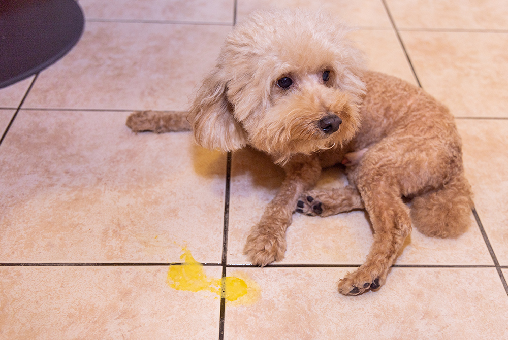 Dog or cat at vet clinic — acute pancreatitis symptoms and treatment in pets