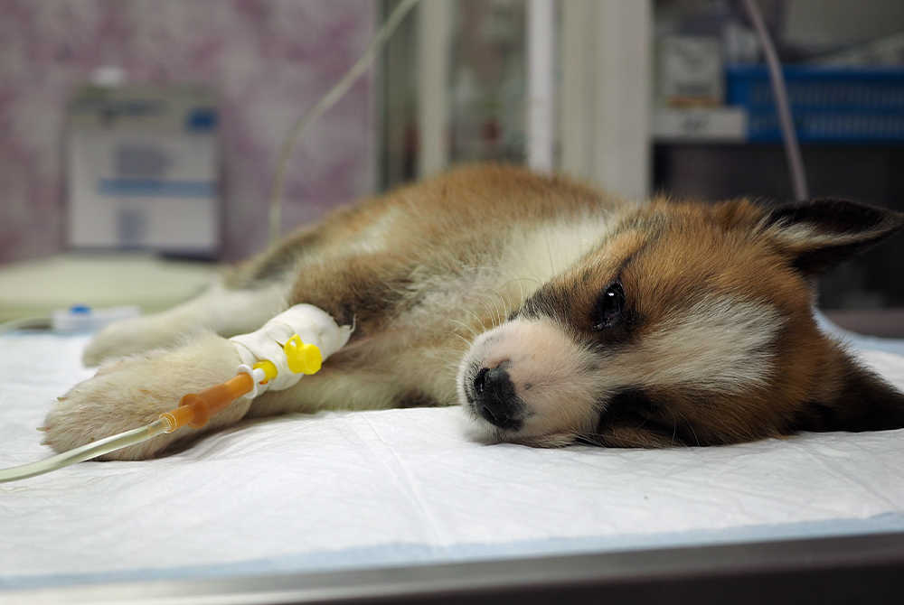 Puppy receiving veterinary care — parvovirus prevention and treatment in dogs