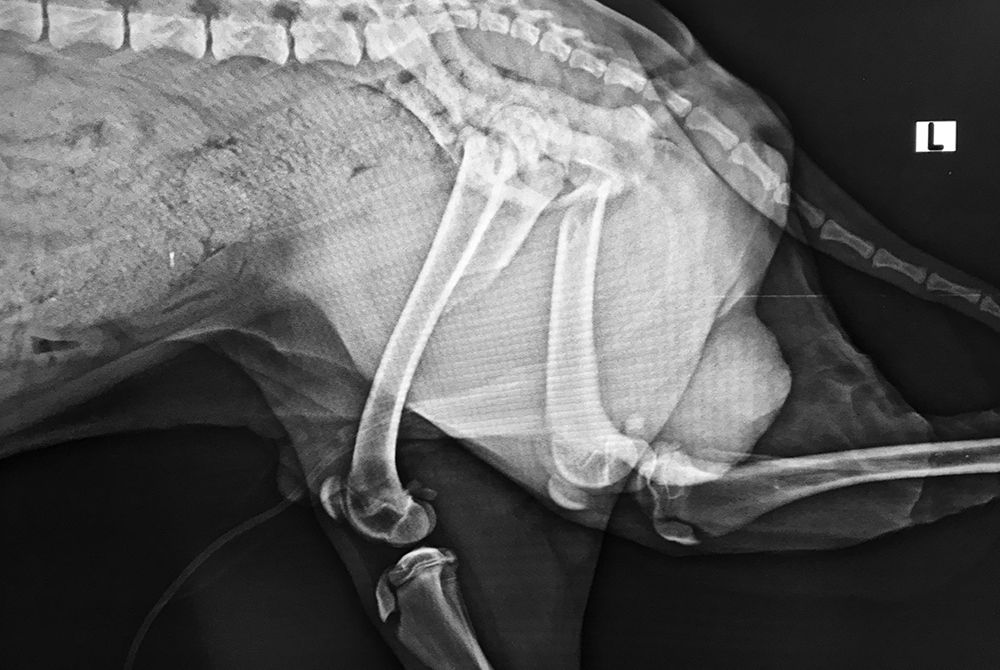 Veterinarian reviewing X-ray of pelvic fracture in a dog or cat
