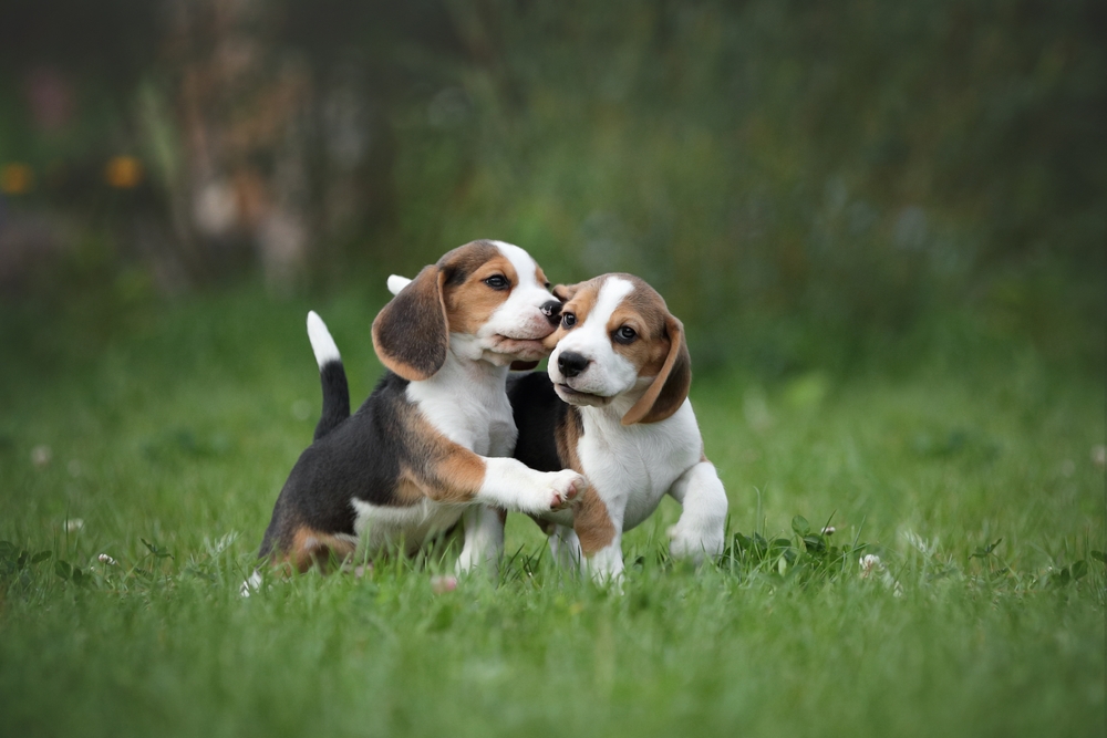 Two beagle puppies playfully interacting on green grass, with one pawing at the other.
