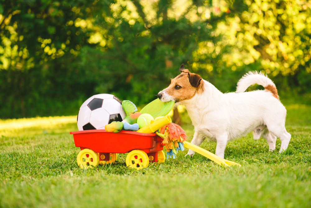 Happy dog selecting a flying disc from a cart of toys, illustrating the joy of active play