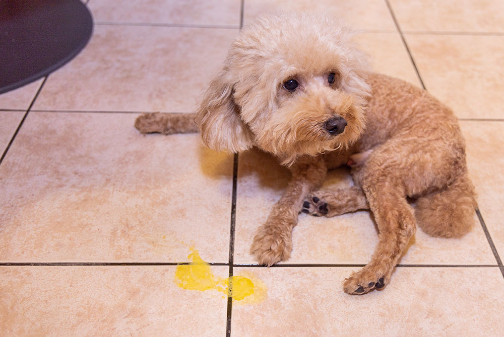 Fluffy white poodle sitting calmly on a tiled floor during a veterinary visit