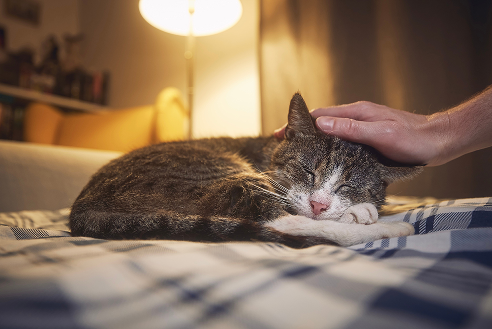 Cat resting — potassium deficiency and hypokalemia symptoms in cats