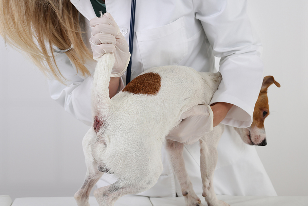 Male dog at veterinary clinic — prostate gland disease diagnosis and treatment in dogs