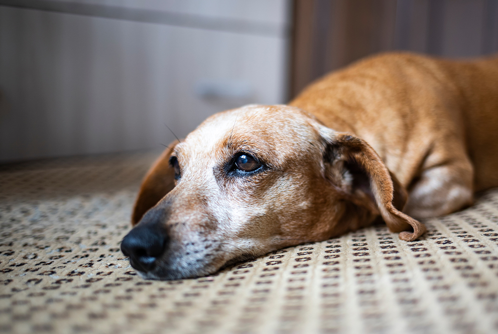 Dog showing signs of digestive distress — protozoan diarrhea in pets veterinary guide