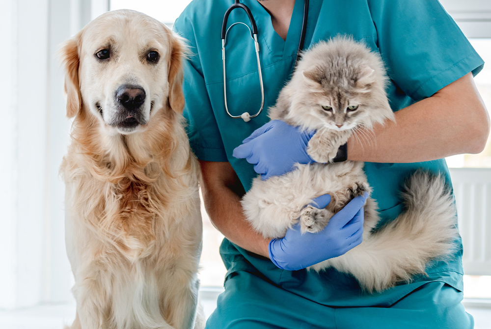 Pet with pulmonary edema receiving oxygen support — fluid in the lungs treated at Mission Vet