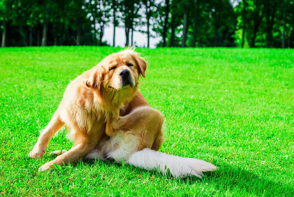 Dog with pyoderma showing red inflamed skin patches — bacterial skin infection treated by vets