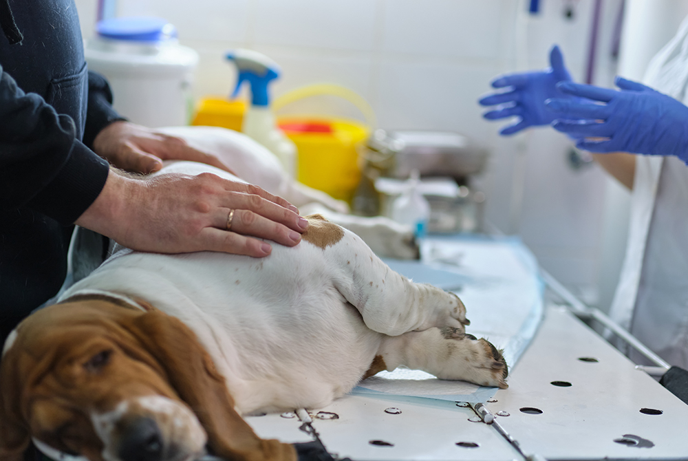Female dog with pyometra — life-threatening uterine infection in unspayed pets needing urgent care