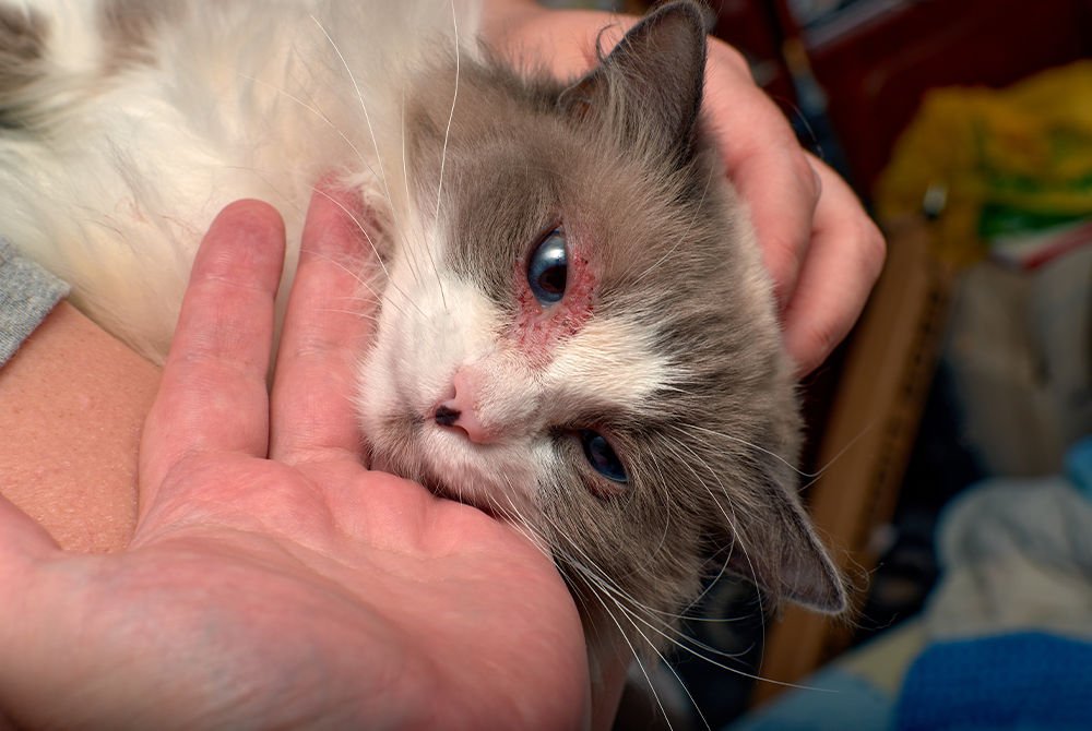 Pet with ringworm circular lesions on coat — contagious fungal skin infection in dogs and cats