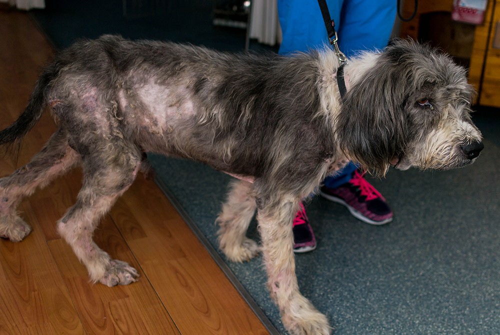Pet affected by sarcoptic mange — intense itching and skin lesions from mite infestation