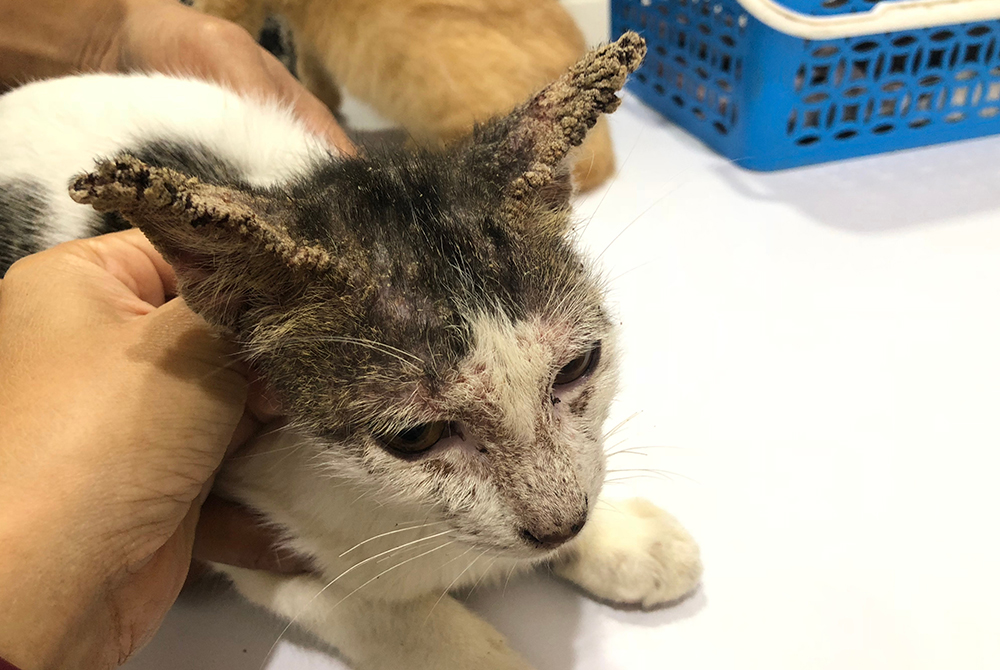 Dog with sarcoptic mange hair loss and skin irritation — parasitic mite infestation in pets
