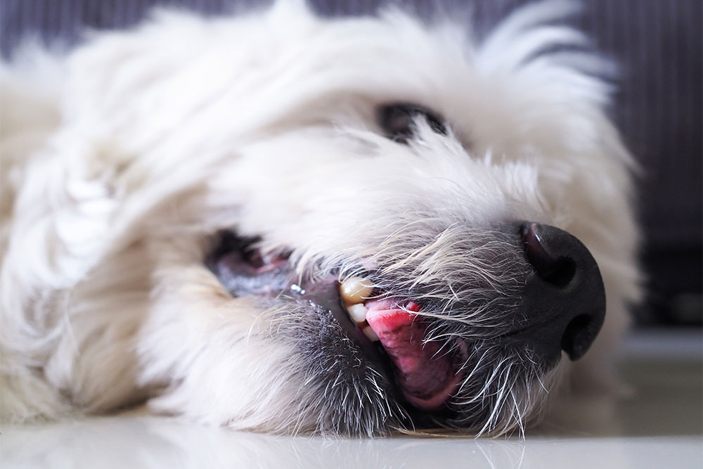 Dog experiencing a seizure episode depicting neurological emergency symptoms requiring immediate veterinary care