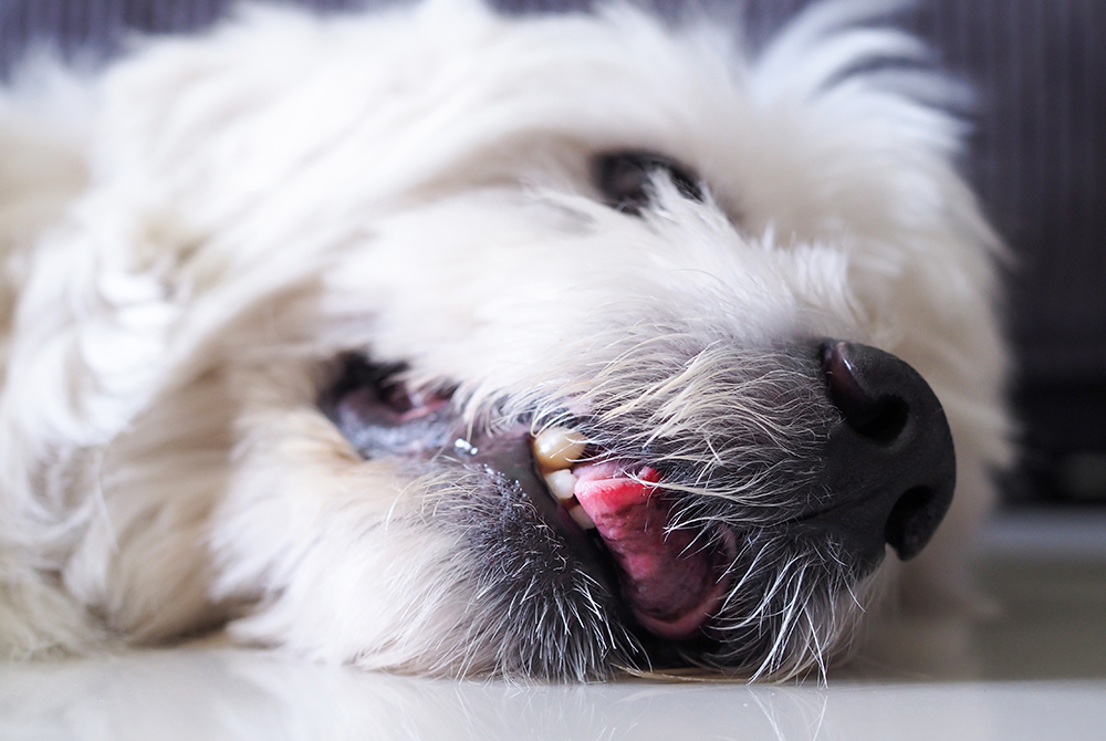 Dog experiencing a seizure — neurological condition managed with veterinary care and medication