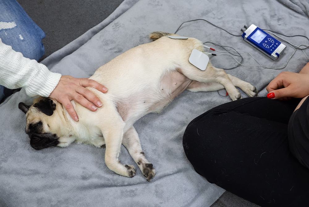 Veterinarian stabilizing a pet in shock — emergency circulatory care for dogs and cats