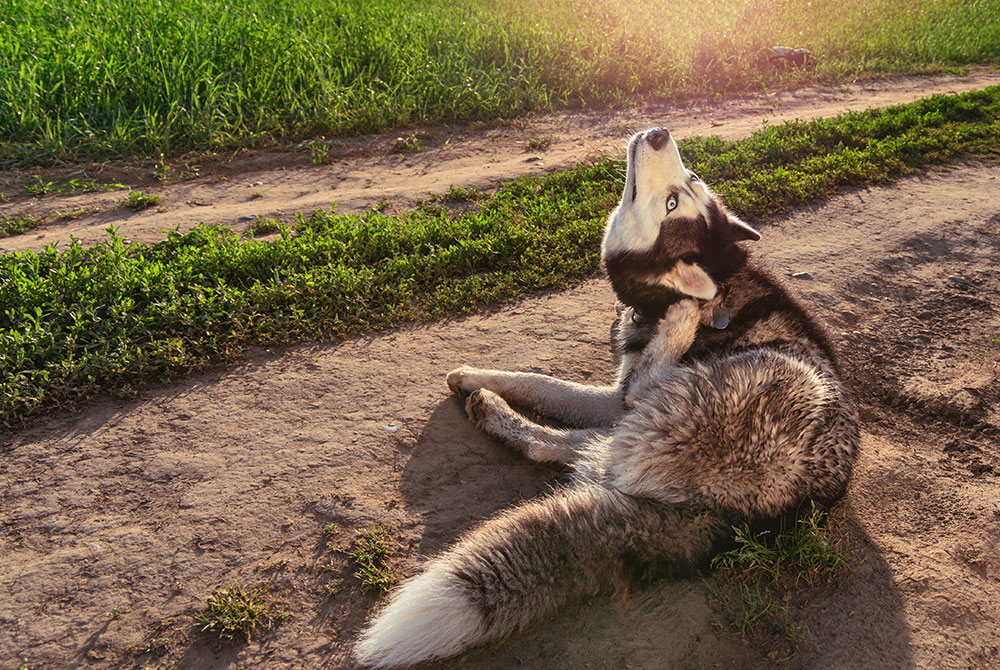 Siberian Husky scratching its neck, a sign of skin allergies or irritation in dogs