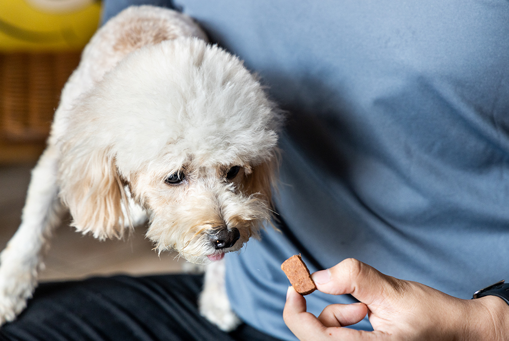 Pet receiving treatment for tapeworm infestation — parasite prevention and care from a veterinarian