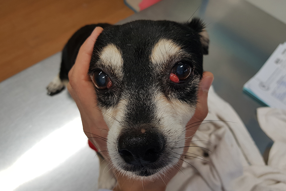 Dog with cherry eye (third eyelid gland protrusion) — common eye condition treated by vets