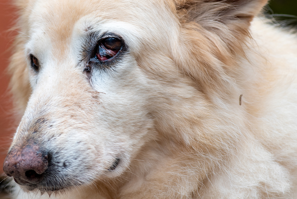 Pet with third eyelid protrusion visible — nictitating membrane condition needing vet evaluation