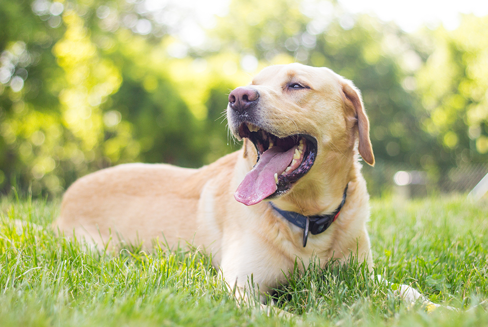 Veterinarian examining a pet for tonsillitis — upper respiratory infection in dogs and cats