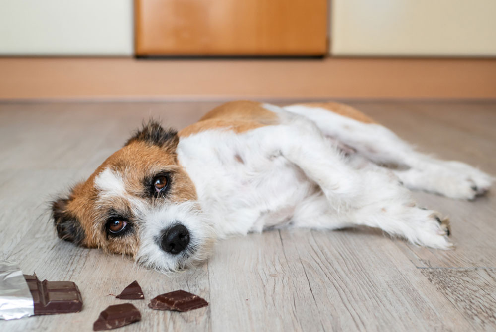 Common household items toxic to pets, illustrating pet poisoning hazards and safety awareness