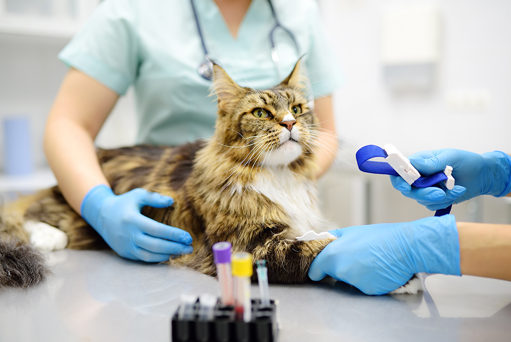 Cat that may carry toxoplasmosis — parasitic infection affecting cats and their owners