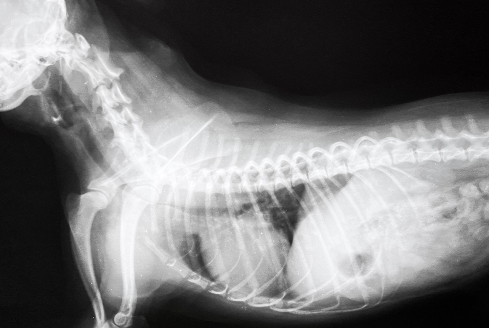 Small dog with tracheal collapse coughing — respiratory condition common in toy and small breeds