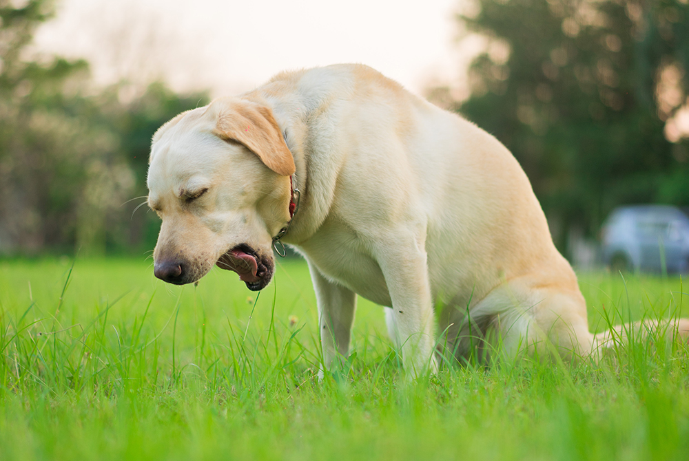 Dog with kennel cough symptoms — tracheobronchitis treatment at Mission Veterinary Clinic