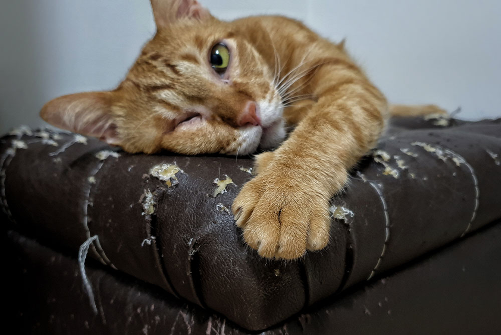 Cat with upper respiratory infection — feline URI symptoms and veterinary treatment