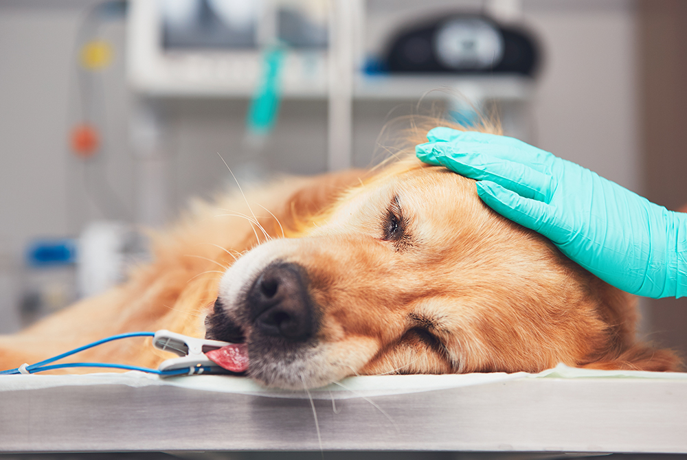 Veterinarian discussing cancer diagnosis with pet owner — oncology care for dogs and cats