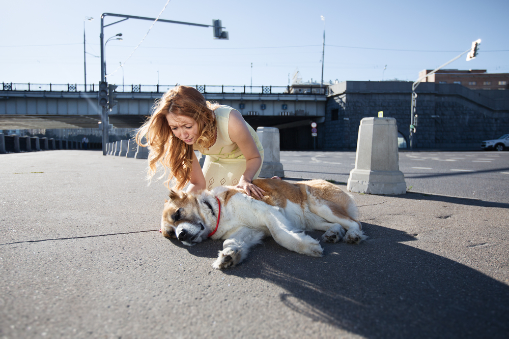 Pet owner with an injured dog after an unexpected accident, highlighting emergency vet care