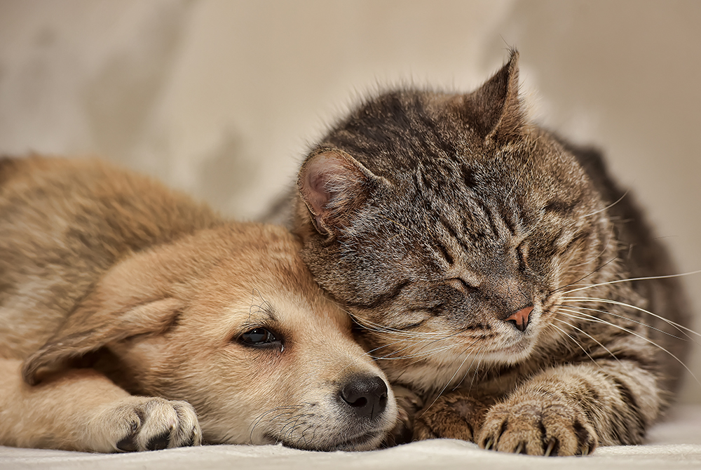Dog or cat showing signs of vestibular disease such as head tilt, a condition treated at Mission Vet