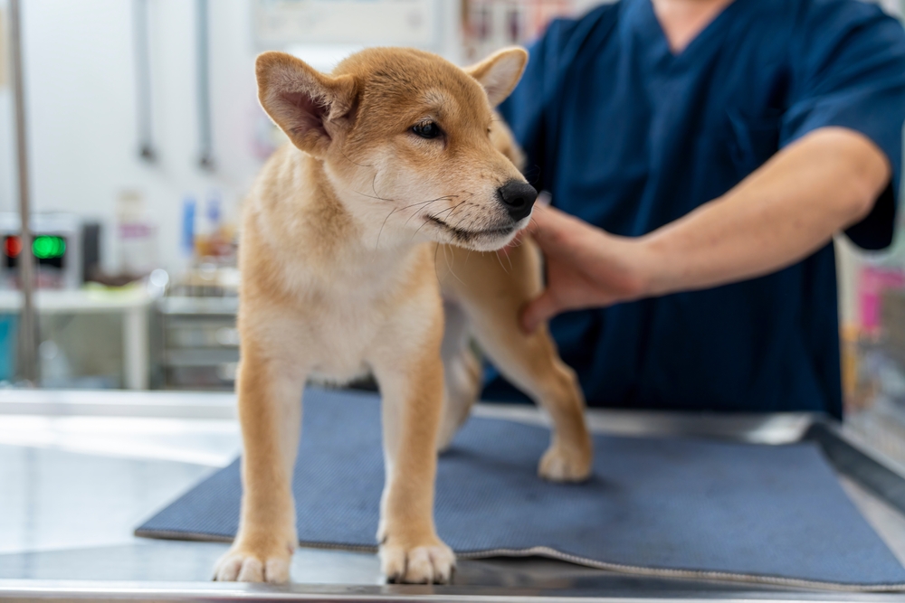 Veterinarian examining a Shiba Inu puppy during a routine wellness checkup