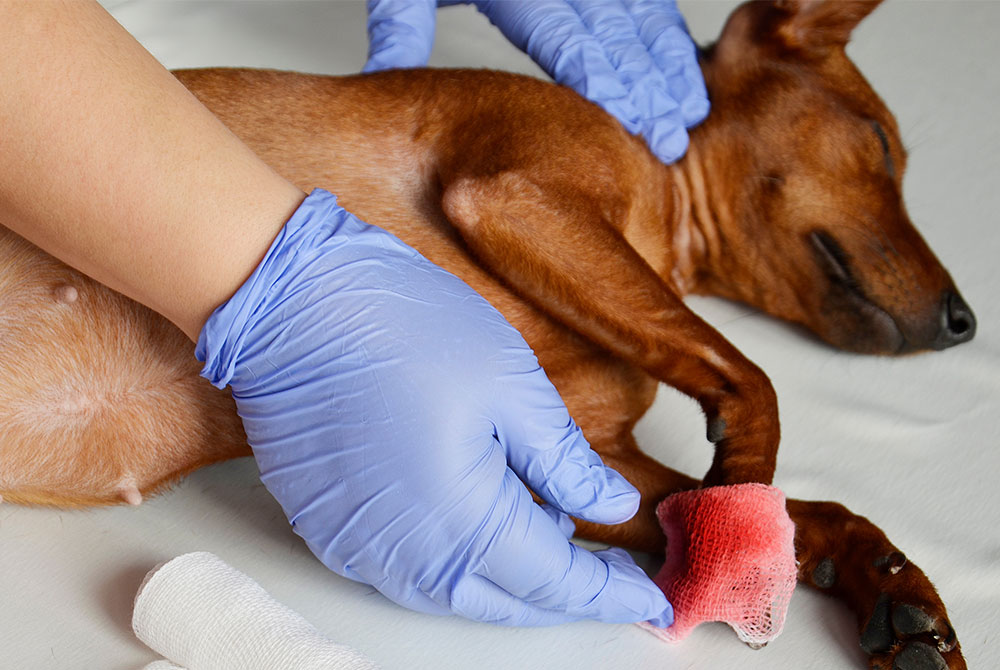 Veterinarian carefully treating an injured dog's paw during an emergency care examination
