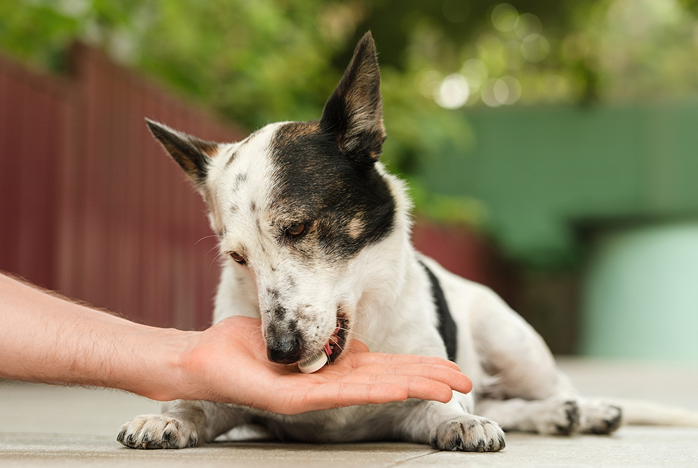 Dog being examined by a veterinarian for Von Willebrand's disease, a bleeding disorder in dogs