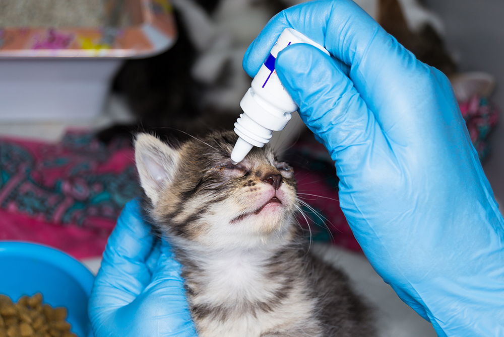 Close-up of a pet's inflamed eye showing signs of conjunctivitis, a treatable condition at Mission Vet