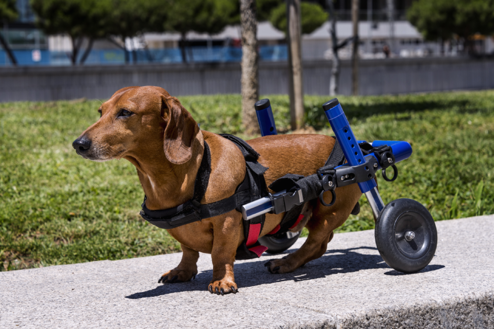 Dog using a custom mobility wheelchair, demonstrating veterinary rehabilitation and adaptive pet care