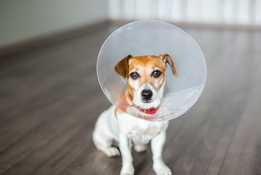 Dog wearing an Elizabethan collar (e-collar) to protect a healing wound after veterinary treatment