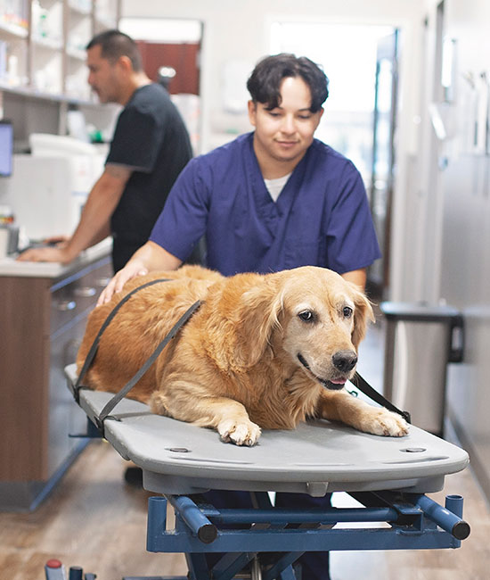 Veterinary team member at Mission Veterinary Clinic in Granada Hills, CA