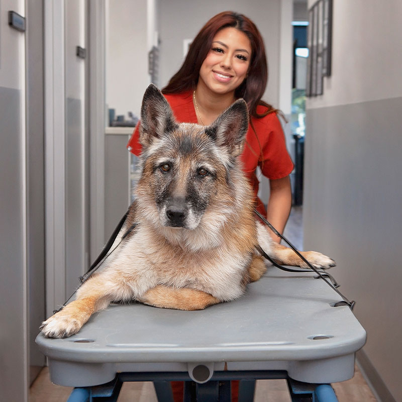 Veterinary staff at Mission Vet Clinic — join our animal care team in Granada Hills CA
