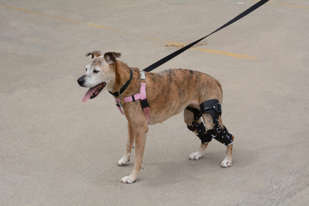 Dog with a cranial cruciate ligament (CCL) injury undergoing evaluation for TPLO surgery, highlighting the affected hind leg and knee joint condition.