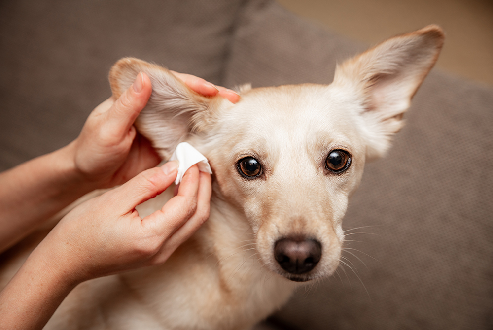 Veterinarian using an otoscope to examine a pet's ear canal for ear mite infestation