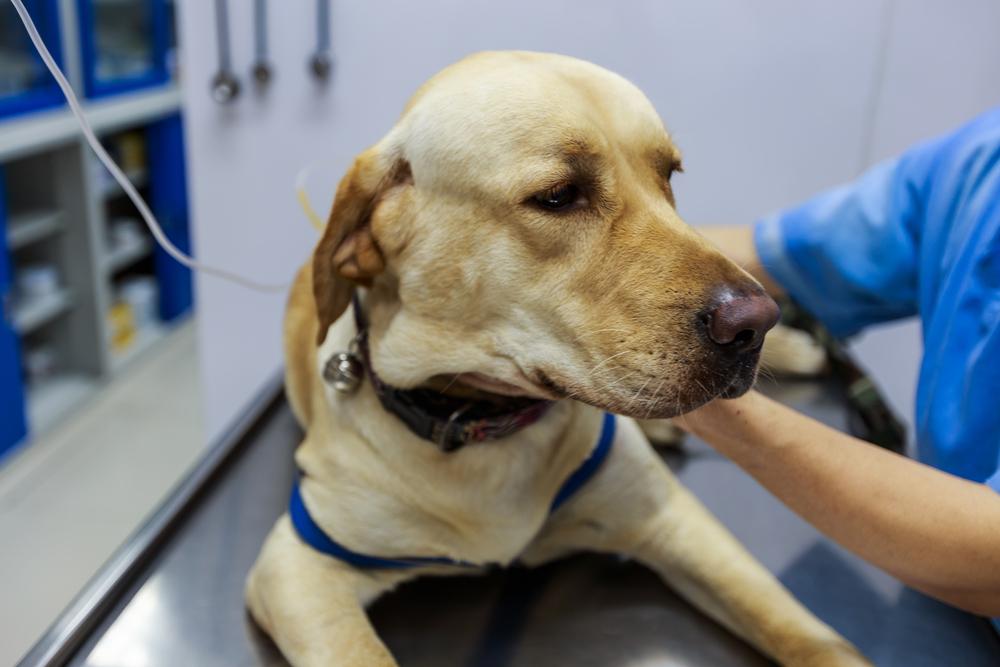 Veterinary team providing emergency medical care to a Labrador retriever during a critical treatment visit at an animal hospital.