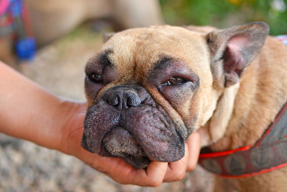 French Bulldog with visible allergic reaction symptoms requiring veterinary dermatology care