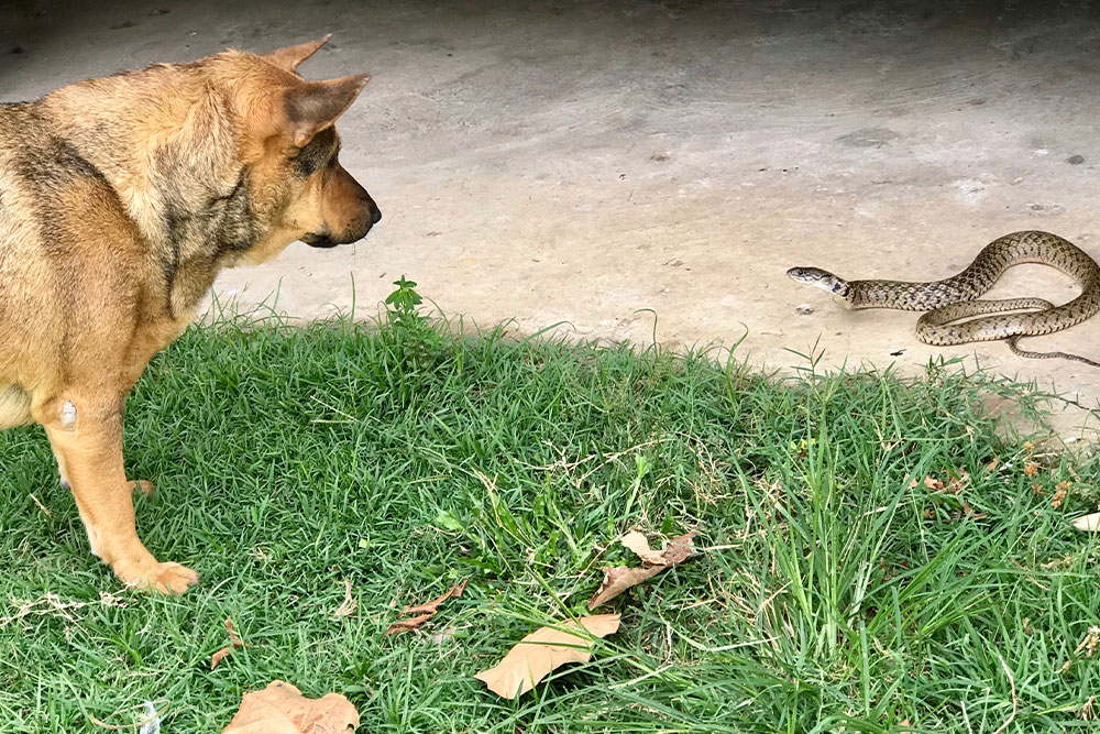 Pet snake with danger alert, highlighting safety risks for reptile and exotic pet owners