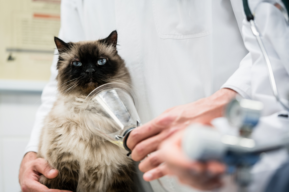 Veterinarian examining a cat for signs of illness during a routine wellness checkup