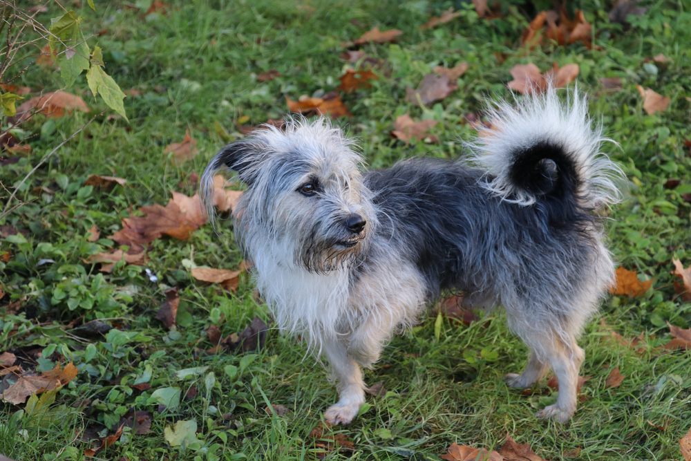 Dog standing on three legs, illustrating recovery from a paw or limb injury with veterinary care